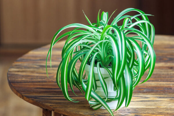 Potted spider plant on a wooden table