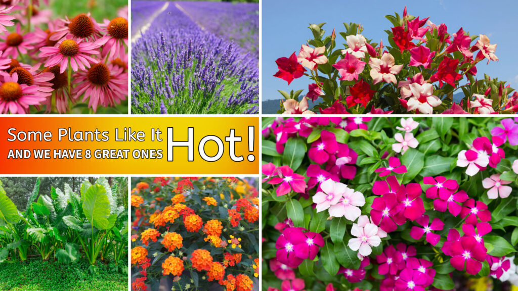 Plants that like it HOT!