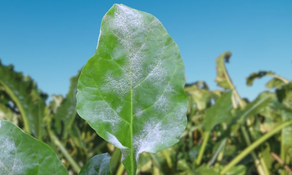 Powdery mildew on a leaf