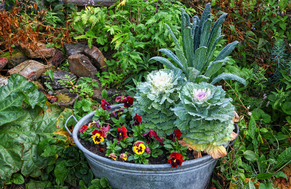 Ornamental cabbages and pansies in a wash basin container