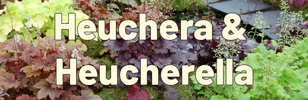 Heuchera and Heucherella - Farms and