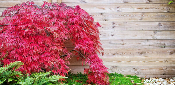 A red weeping Japanese maple against a wood-panel wall