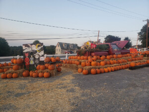 Pumpkin display during our Fall Festival at the Meadows Farms location in Frederick