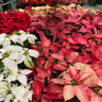 A table of mixed color poinsettias