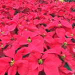 A sea of red poinsettias