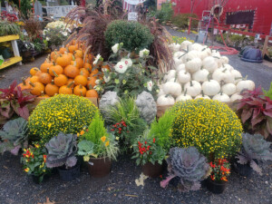 A beautiful fall display at Meadows Farms in Frederick