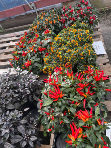 Multi-colored ornamental peppers