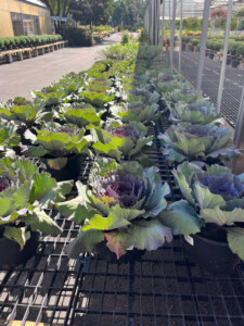 A table lined with ornamental cabbage