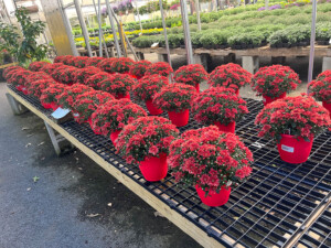 A table of red-blooming mums