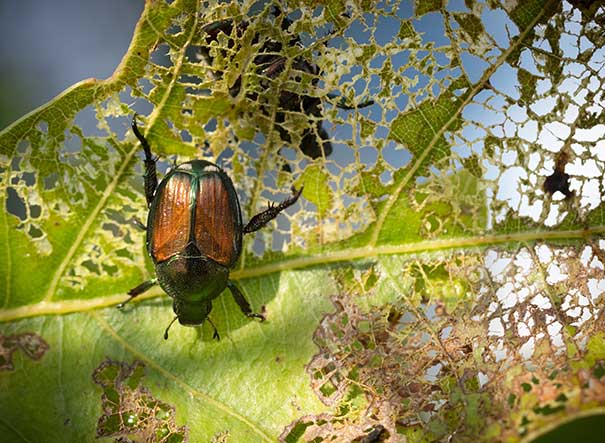 Japanese Beetles