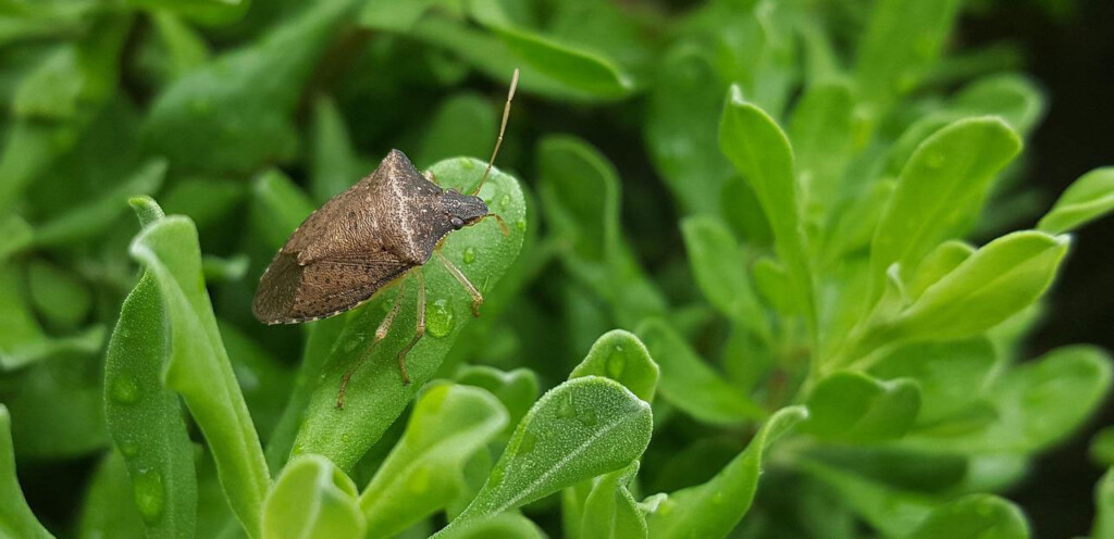 Stink Bugs