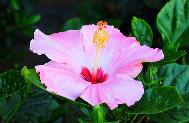 Tropical Flowers - Hibiscus
