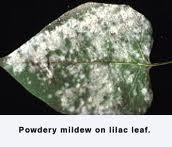 Powdery mildew on a lilac leaf