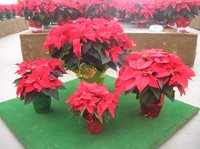 How To Care For Your Poinsettia