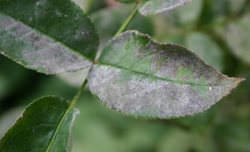 Powdery Mildew on a rose leaf