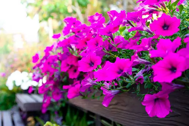 wave petunias