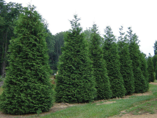 A row of six green giant arborvitaes