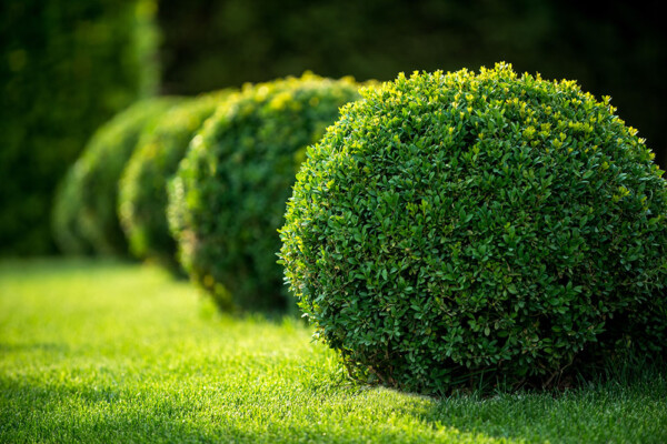 A rounded hedge line of boxwoods