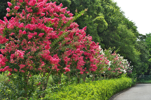 A row of mature pink and white crape myrtles in bloom