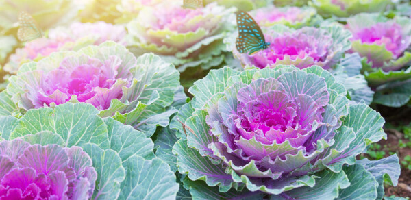 Rows of ornamental cabbage with butterflies