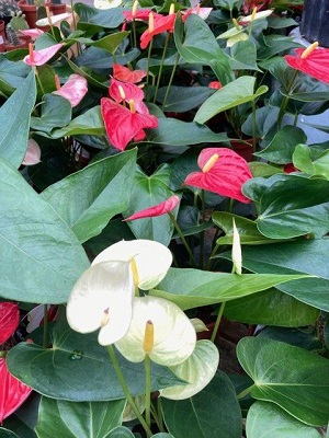Blooming anthurium
