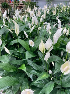 Blooming spath lilies