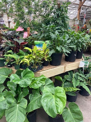 A mixture of different houseplants