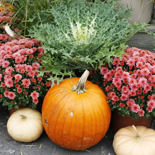An arrangement of pumpkins, cabbages, and mums