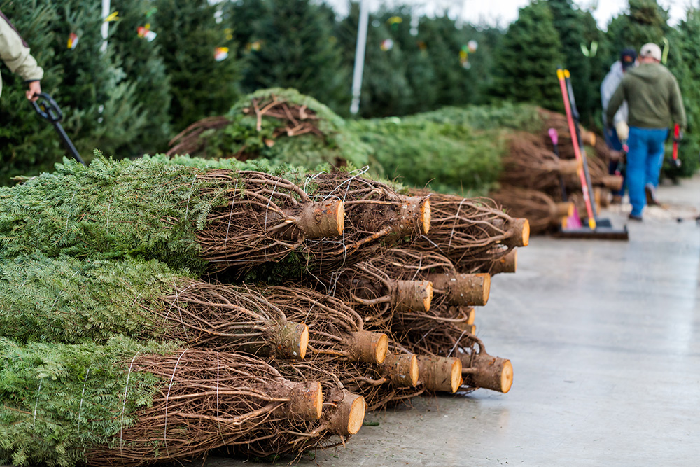 A stack of cut Christmas trees at a retail shop