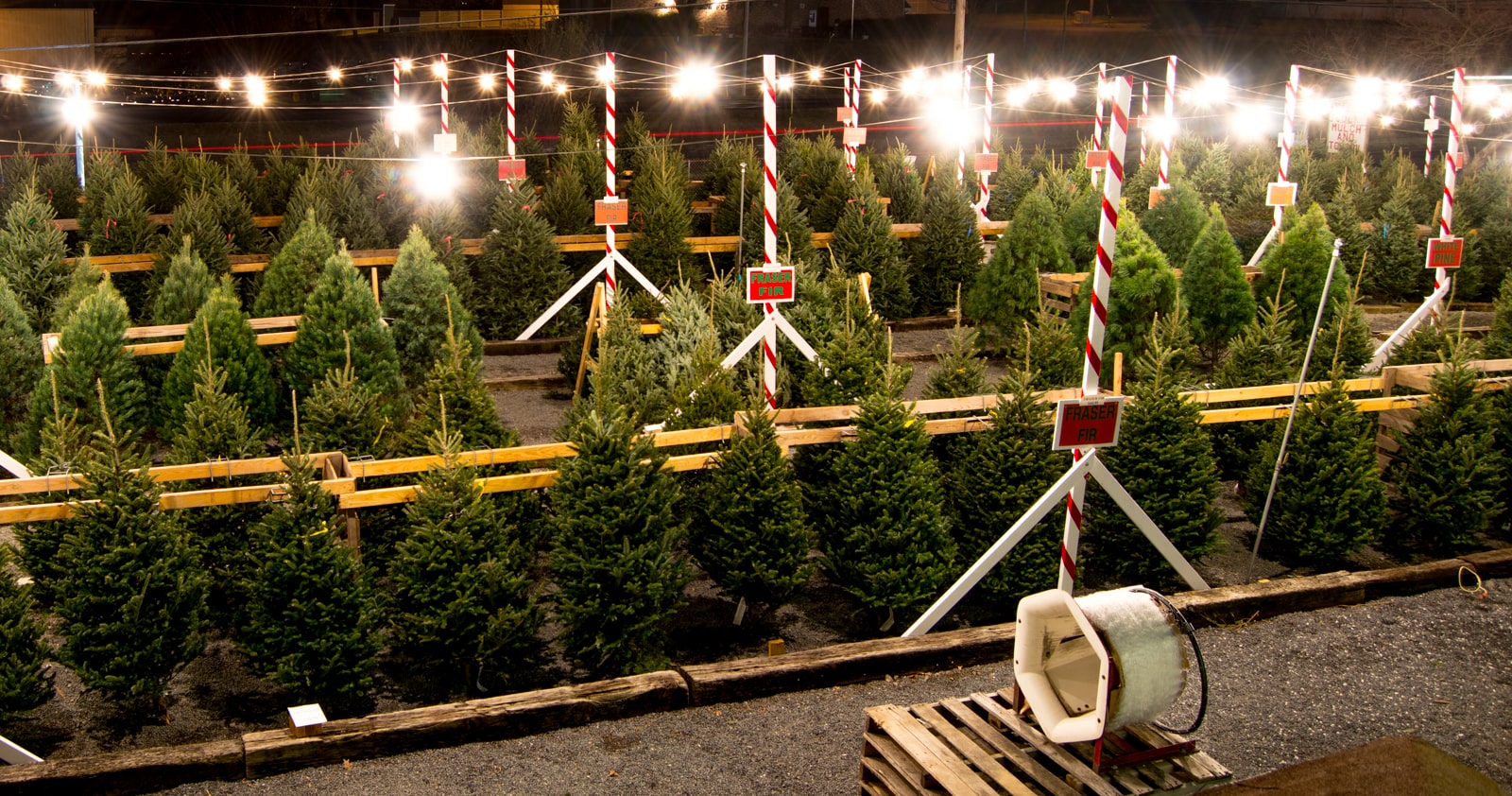 Lines of cut Christmas trees at Meadows Farms in Winchester
