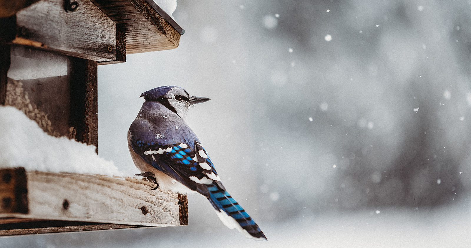 A blue jay perched on a snowy birdhouse