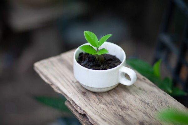 A plant potted in a coffee cup