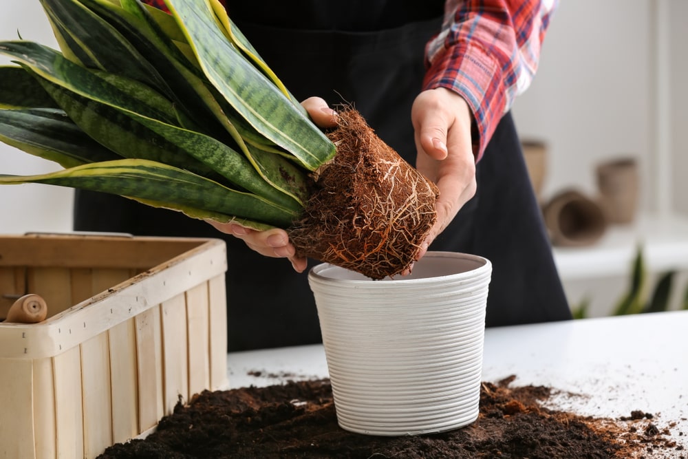 Stop in this February for free repotting on your houseplants