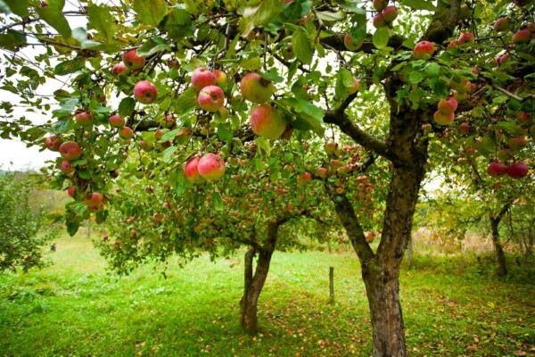 An orchard of apple trees with a bounty of red apples ready to pick