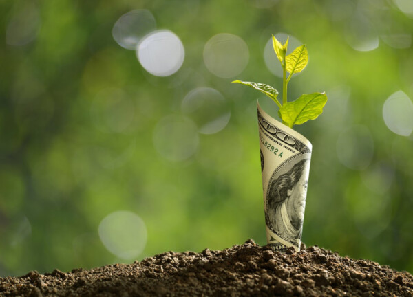A plant seedling sprouting through a $100 bill
