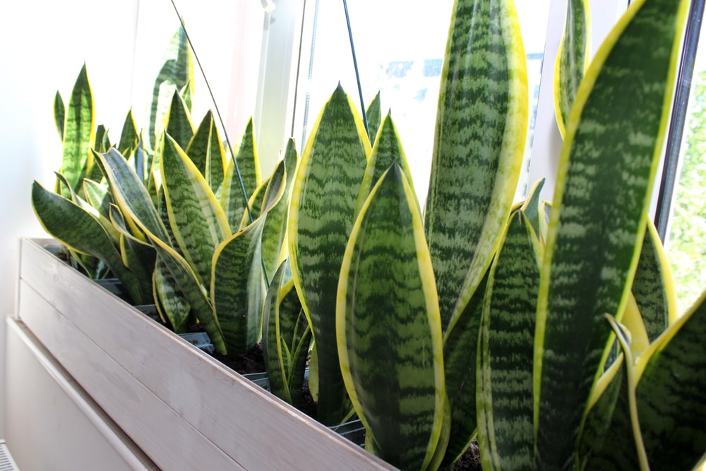 Snake plant is an easy houseplant to care for as a beginner.