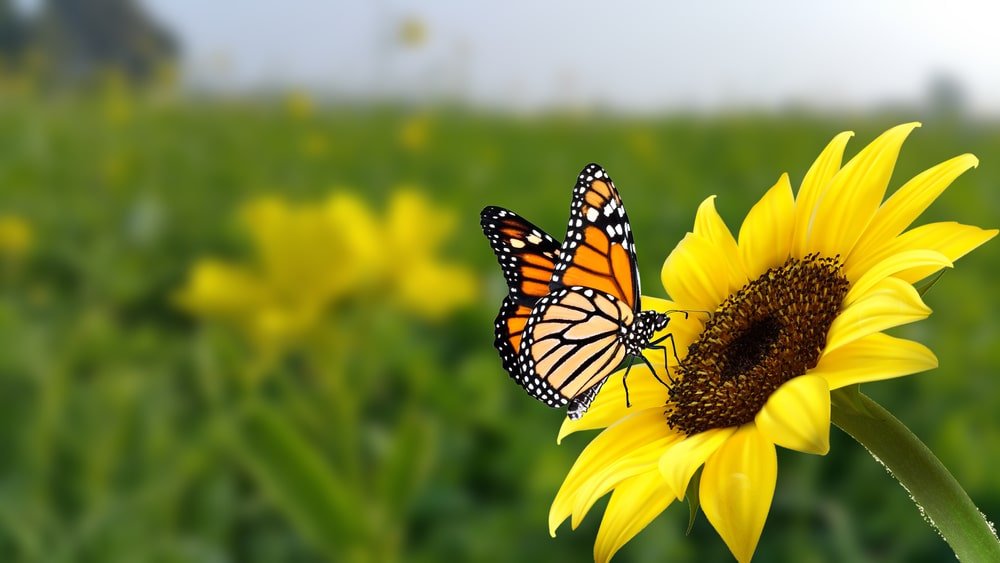 A butterfly on a sunflower. Sunflowers are an excellent choice for attracting butterflies.