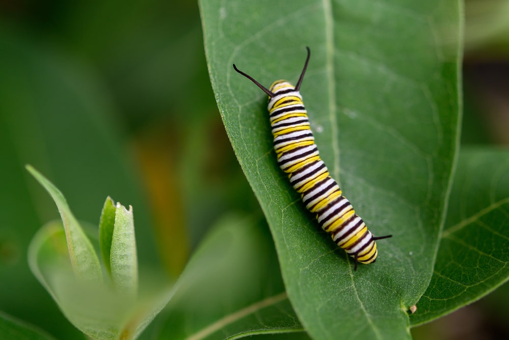 If we want to support butterflies, we need to feed the caterpillars