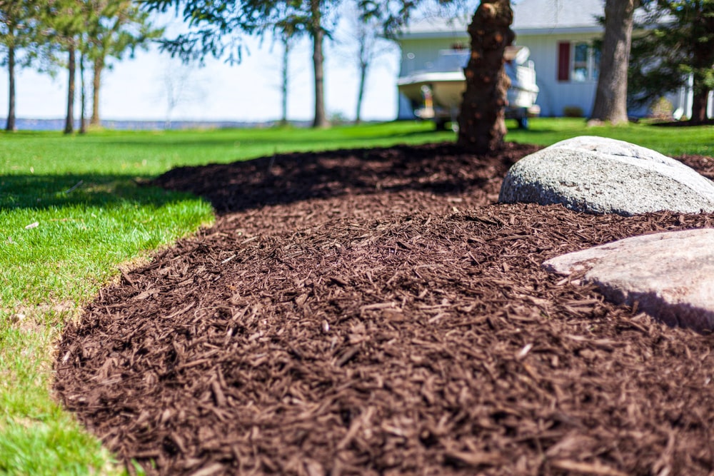 Proper mulching is a skill you must learn for the health of your trees and shrubs